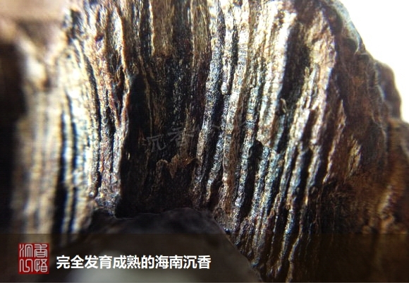 海南沉香最好是啥沉香,海南沉香知识