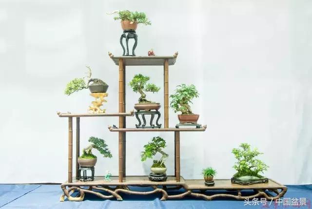 哪些野草适合微型盆景,小品盆景和微型盆景有区别吗