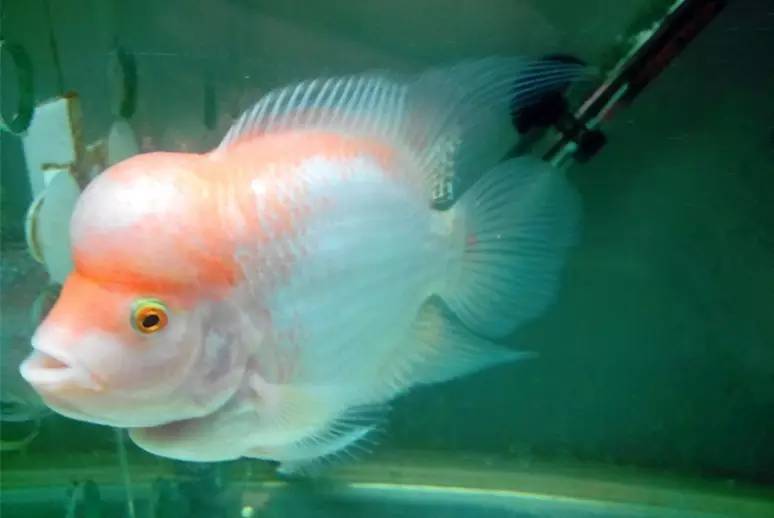 怎么养才能让罗汉鱼变色,养好罗汉鱼的6个技巧