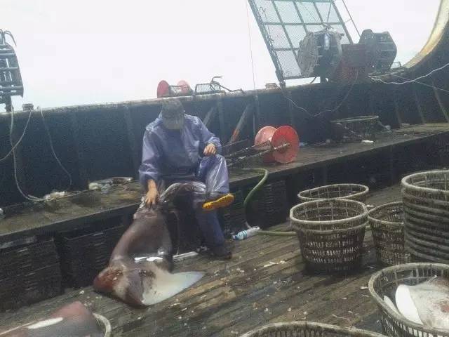 南太平洋钓大鱿鱼工作视频,南太平洋钓鱿鱼保底工资