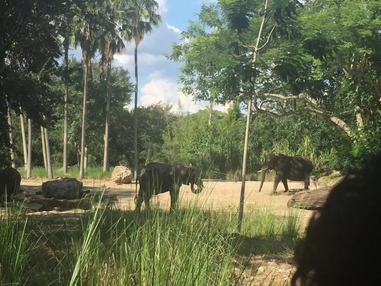 去迪士尼上班是怎样的,迪士尼工作体验