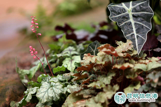 今年国庆节昆明八大公园免费,昆明国庆免费开放公园