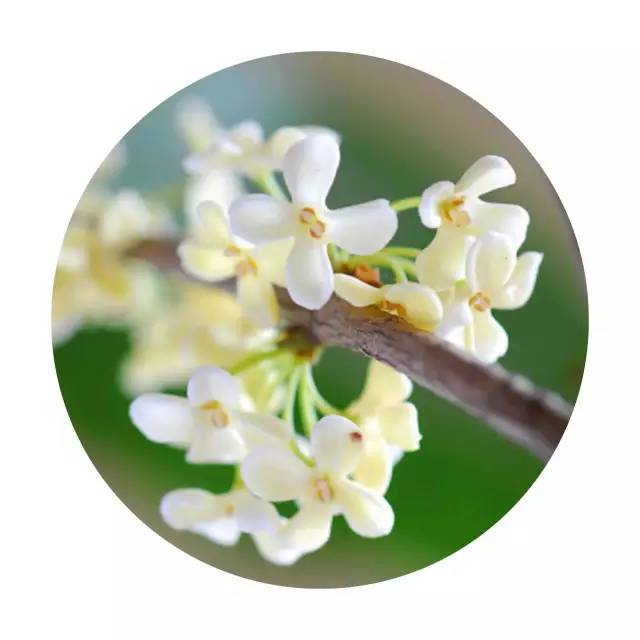 最佳赏桂花地点手绘地图,桂花赏花地图