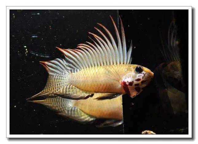 杂志连载南美短鲷的饲养法（二）