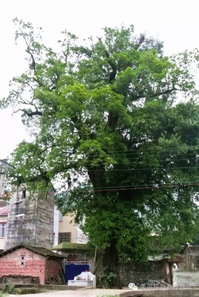 广西国庆柳州旅游攻略,柳州百里柳江哪里的风景最好