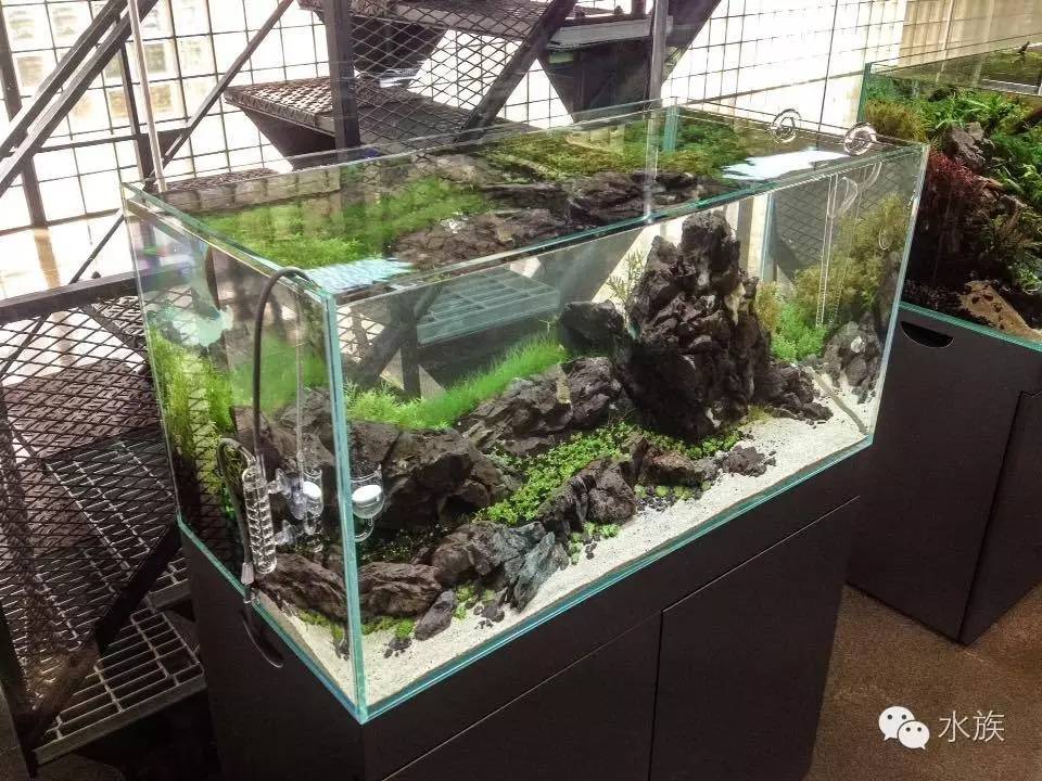 ada开缸第二天,ada开缸