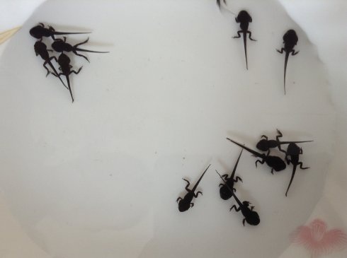 养了一群小蝌蚪最后变成了癞蛤蟆,养一只小宠物当做蝌蚪会怎么样