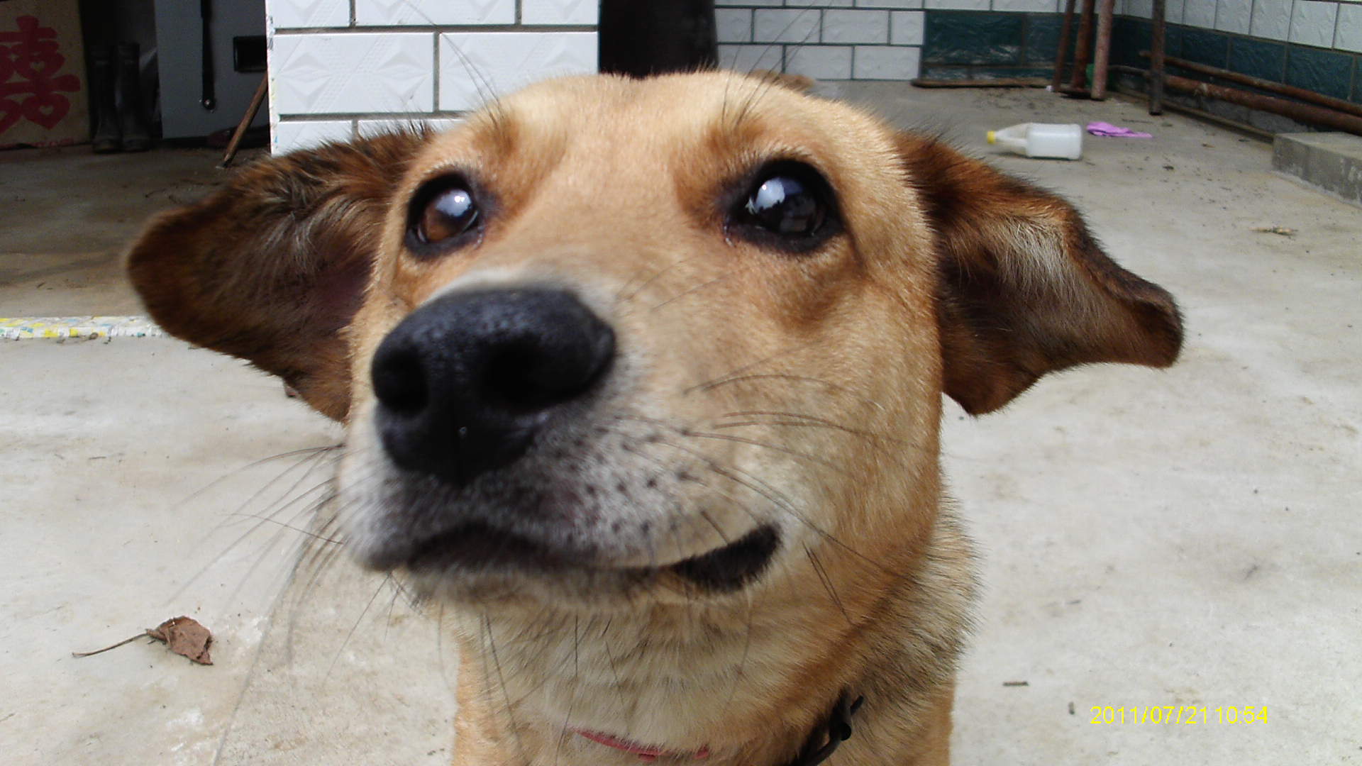 常见宠物狗体型大小排行榜最全,宠物狗智商排名和价格表