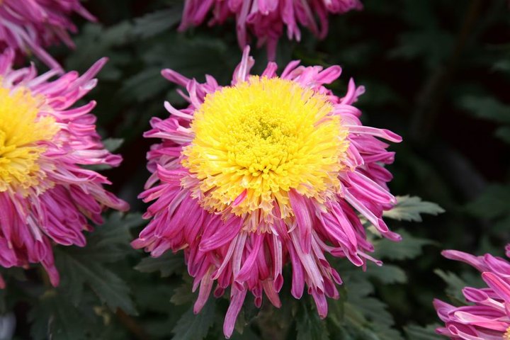 我写一首诗完美地告别九月，打开十月的那扇门