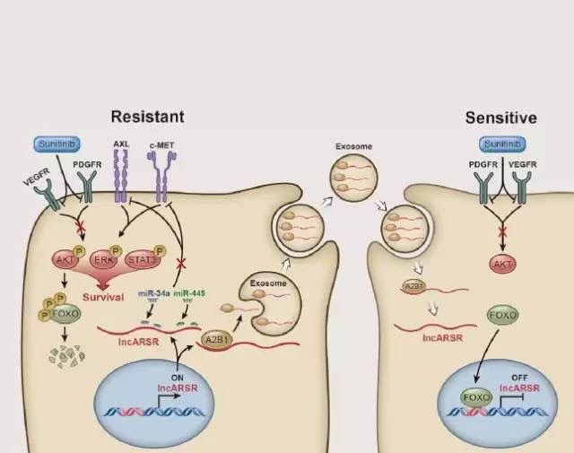 如何查找未知的lncrna序列,文献解读lncrna经典研究思路