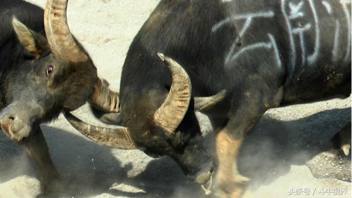 2018年贵州超级牛王争霸赛,2022年贵州牛王争霸赛第一名