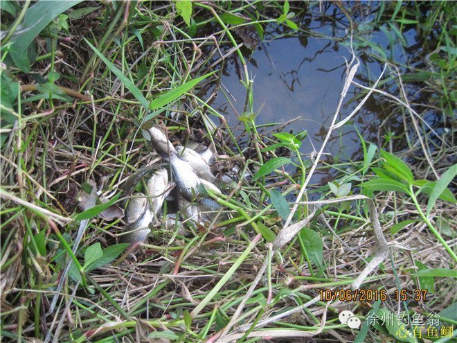 徐州铜山区野钓最新地点,小记野河钓鱼