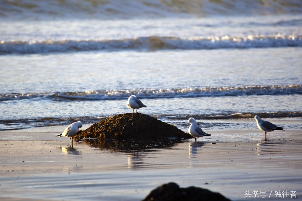 摩拉基大圆石,摩拉基大圆石沙滩