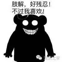 豚鼠各类饲养装备优缺点汇总之上篇