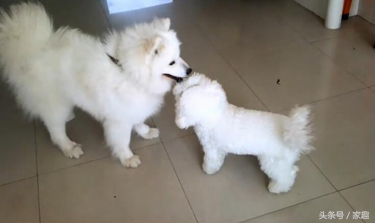 萨摩耶对战哈士奇,萨摩耶大战阿拉斯加犬