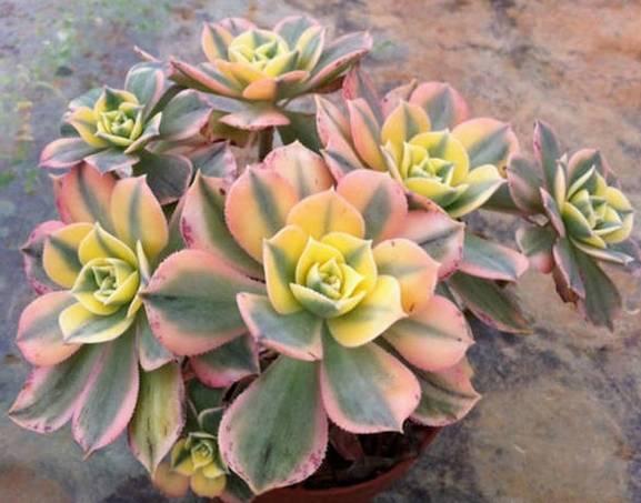 新手花友就先学这4个小技巧吧,新手养花妙招视频教程全集