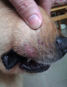 金毛上火怎么办,金毛上火