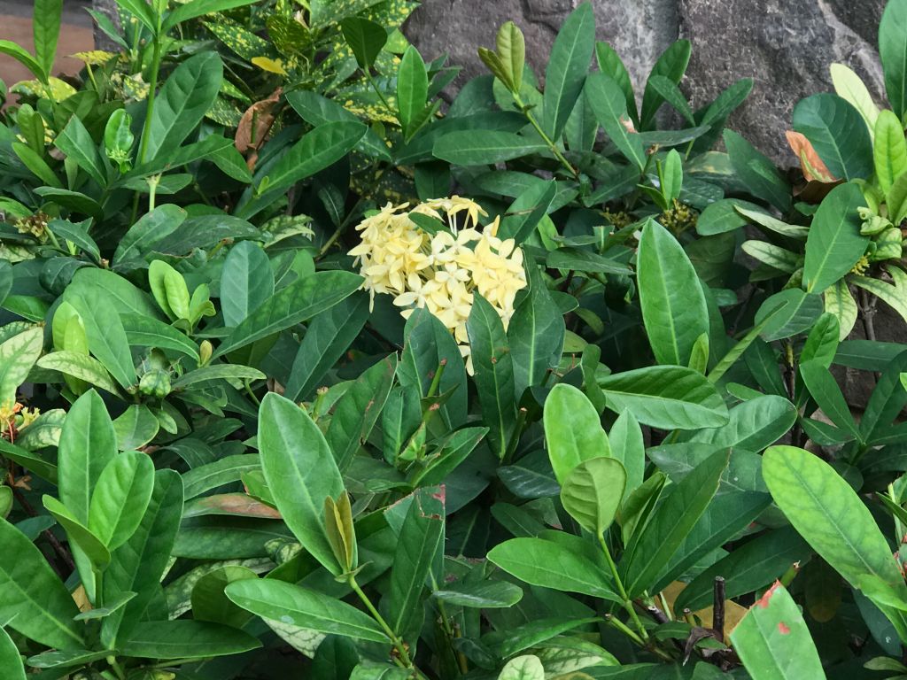 iphone7plus详细评测,苹果7plus测评还值得购买吗