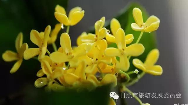 国庆黄金周，我们为您奉上日照旅游饕餮盛宴！