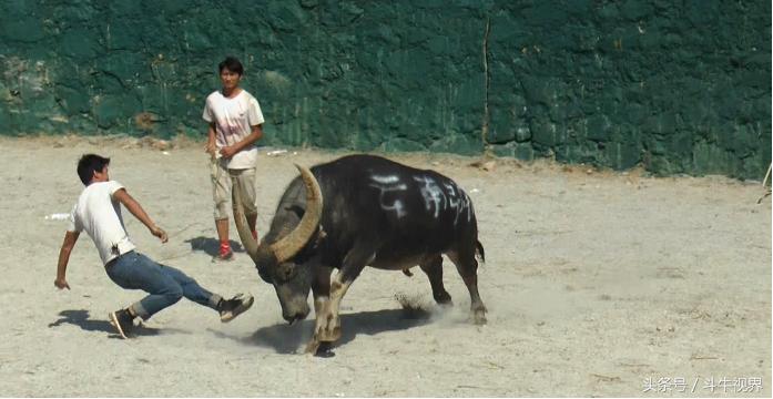 2018年贵州超级牛王争霸赛,2022年贵州牛王争霸赛第一名
