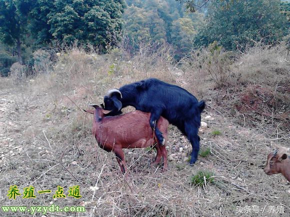 山羊什么季节繁育最好,山羊选种的方法