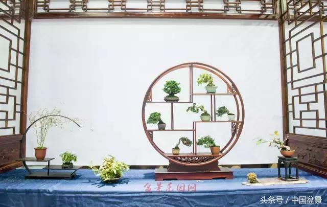 哪些野草适合微型盆景,小品盆景和微型盆景有区别吗