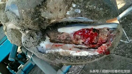 奶牛十种疾病用什么药啊,奶牛四大疾病