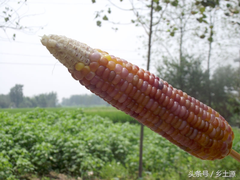金黄糯玉米,五彩玉米的图片