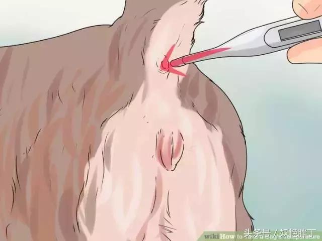 狗狗在家就可以做的体检方法！