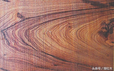 巴里黄檀图片,巴里黄檀的优缺点