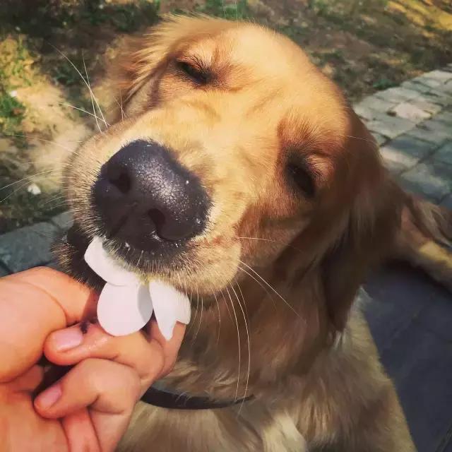 全价全犬种通用粮和专用粮的区别,天然昆虫蛋白全犬种全价幼犬粮