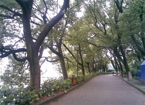 最佳赏桂花地点手绘地图,桂花赏花地图