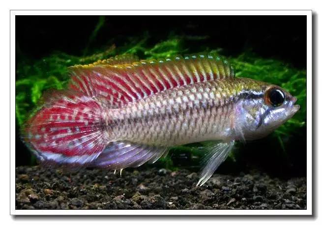 杂志连载南美短鲷的饲养法（二）