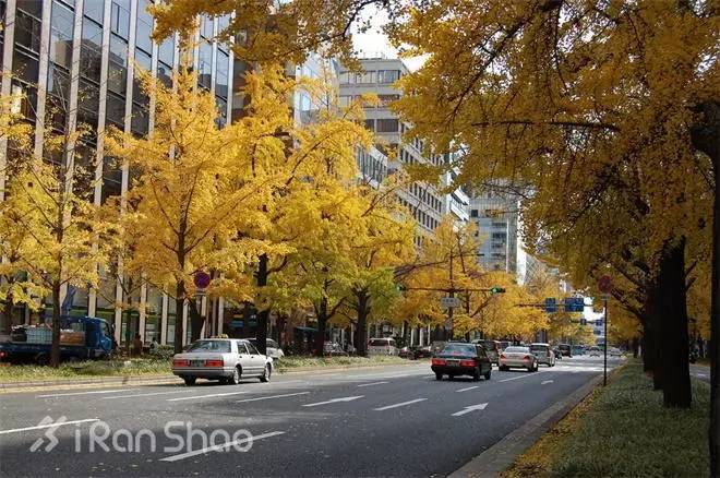 大阪半程马拉松,大阪马拉松赛况