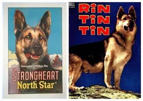 姿势|海关首次境外选犬,为何挑的是它?