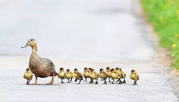 刚来新西兰时，30件让人超级不适应的事！你中了几枪？