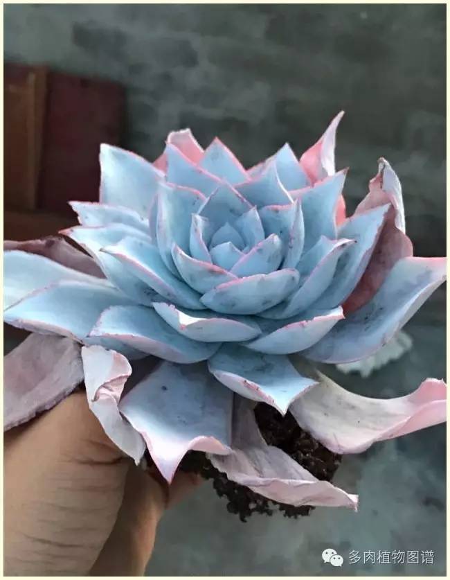 才离家半个月，回来后看到家里的多肉一阵狂喜~