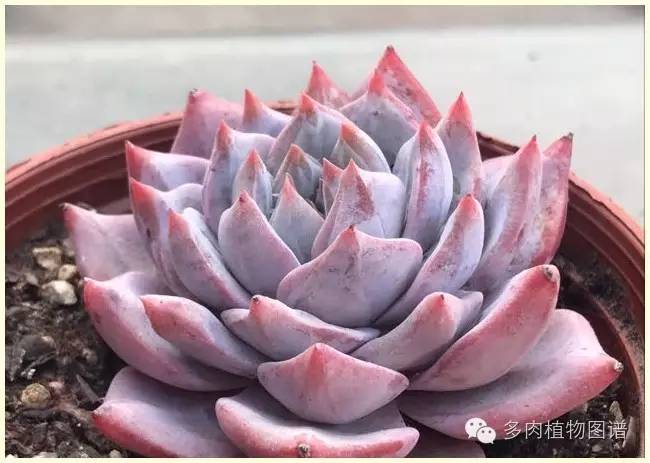 才离家半个月，回来后看到家里的多肉一阵狂喜~