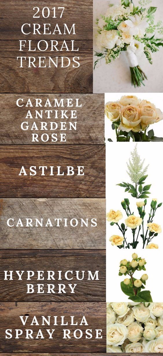 你知道多少种菊花,容易养的花卉品种名字