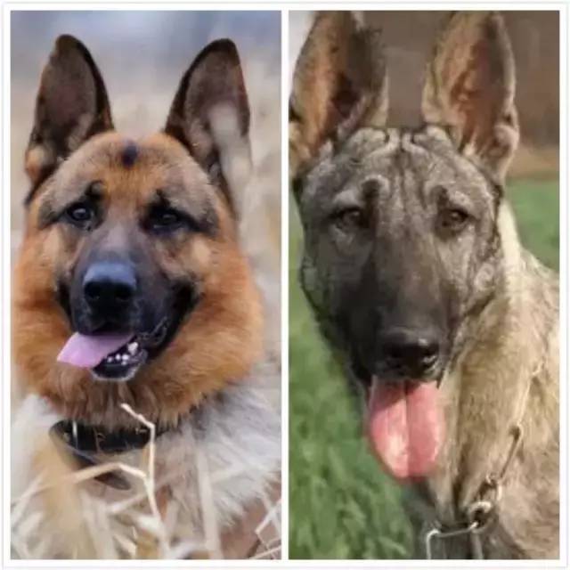 姿势|海关首次境外选犬,为何挑的是它?