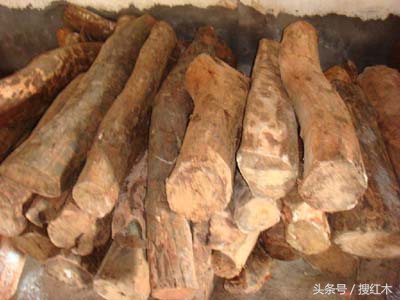 巴里黄檀图片,巴里黄檀的优缺点