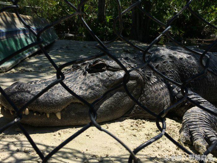 野鹅旅行,野鹅自驾无人区
