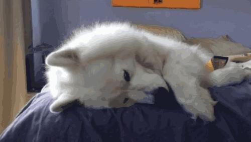 此生一定要养一只萨摩耶,相爱相杀的萨摩耶