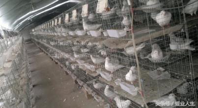 种养殖业发展前景,当下在农村有哪些挣钱的种养业