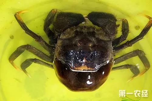 新浪倒闭了,凤凰网没落