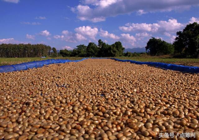 咖啡重度依赖症,咖啡重度依赖者