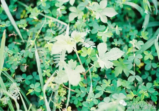 青春我说作文,青春的重要