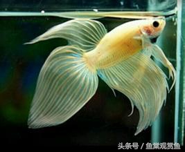 泰国斗鱼怎么样养好,泰国斗鱼有多吸引人