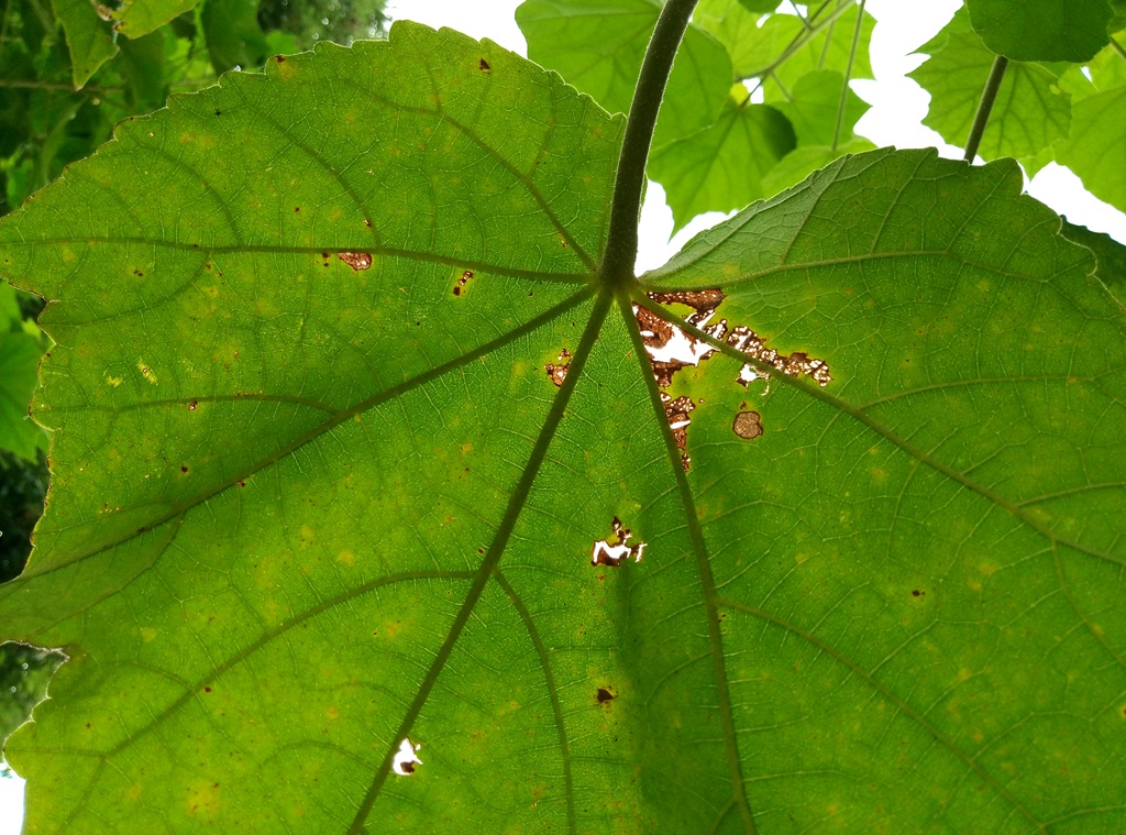 魅族魅蓝max功能,魅蓝note青年良品