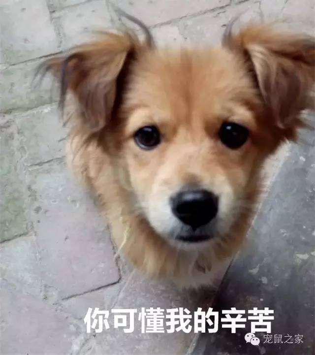 豚鼠各类饲养装备优缺点汇总之上篇